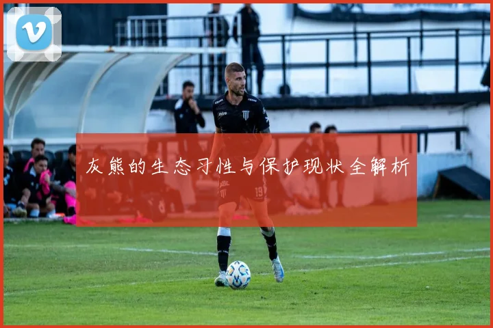 灰熊的生态习性与保护现状全解析